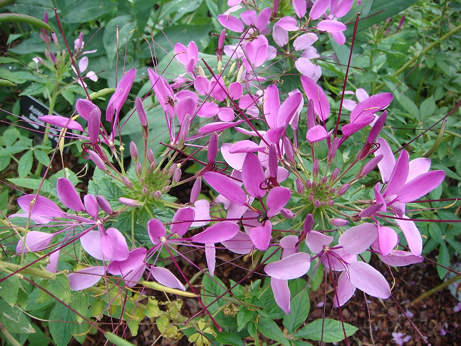 Washington DC [2009 July 03] 059.JPG - Scenes from The Smithsonian Butterfly Habitat Garden